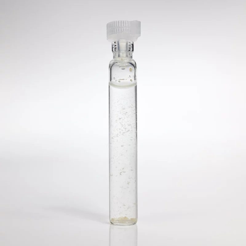 Miodunka Plamista GANS