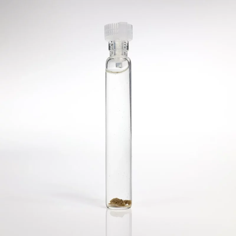 Soplówka + Cordyceps GANS