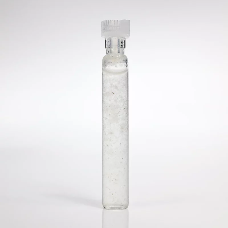 Sromotnik Bezwstydny GANS